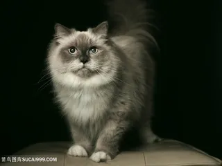 呆萌波斯猫咪图片