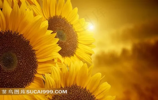 日落黄昏下的向日葵高清图片 日落黄昏下的向日葵高清图片