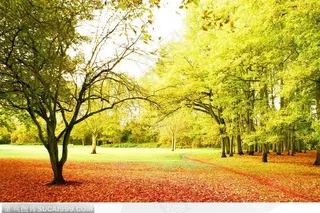 金色秋天落叶高清电脑壁纸