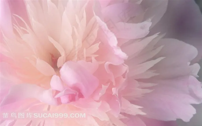 粉色桃花花瓣高清图片精选