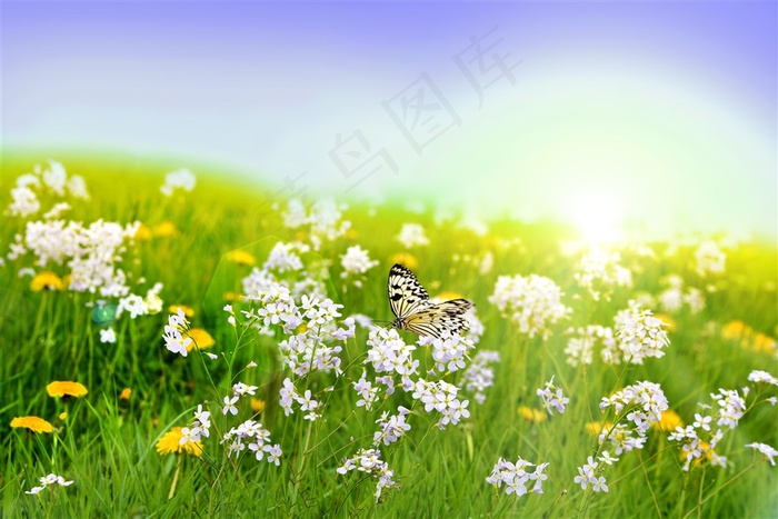 花丛中的蝴蝶高清图片