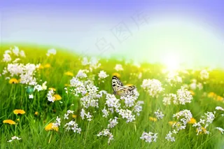 花丛中的蝴蝶高清图片
