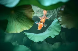 河水荷叶金鱼摄影