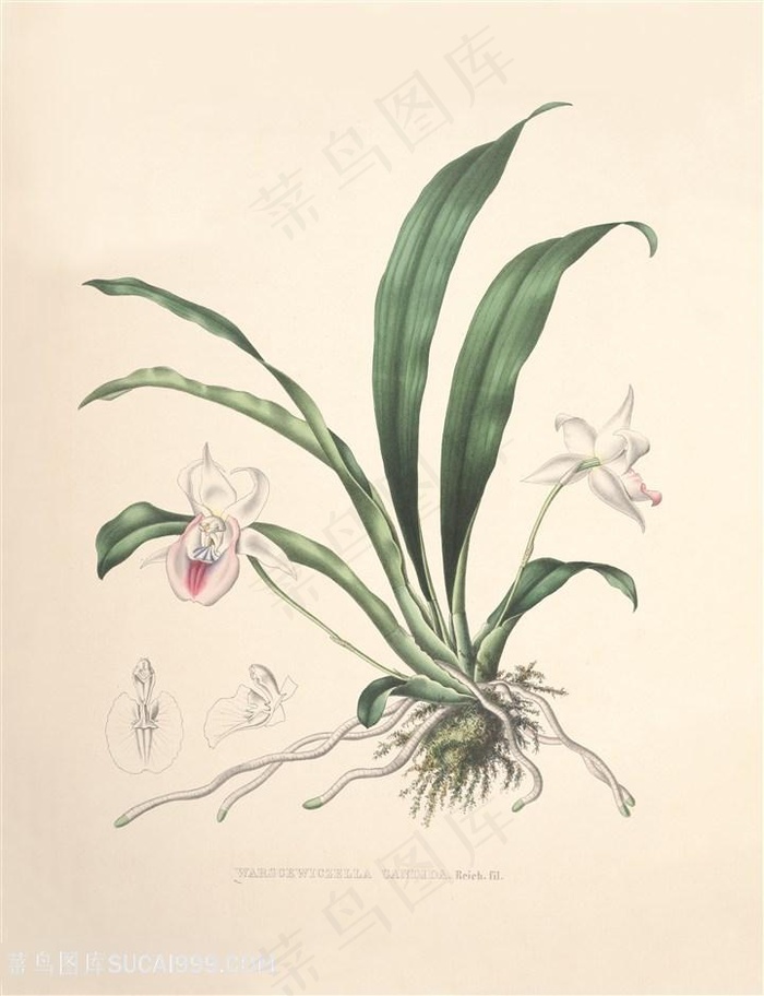 高清兰花复古装饰画