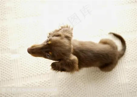 可爱萌宠小狗素材图片下载