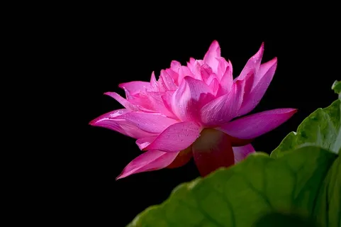 粉红色的荷花大图