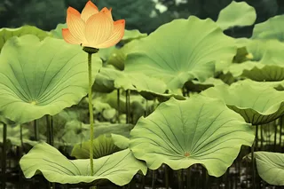 夏日池塘里的荷叶荷花摄影图