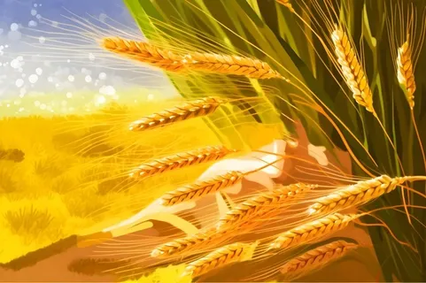 丰收金黄小麦麦穗插画海报素材背景
