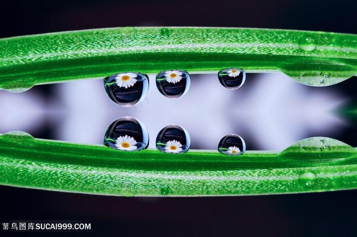 树叶上水珠里花的倒影