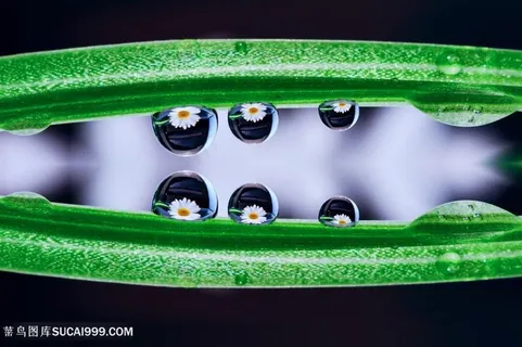 树叶上水珠里花的倒影