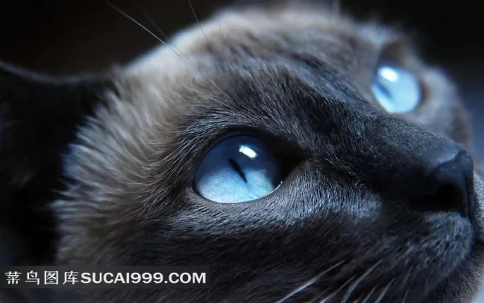 仰着头的蓝眼睛的黑色猫咪