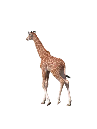 长颈鹿动物非洲鹿动物园设计素材