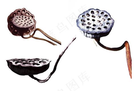 3款干枯莲蓬高清图片