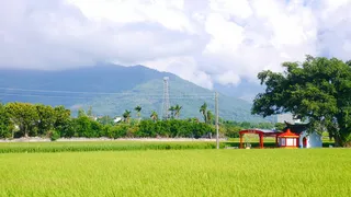 唯美小清新池上稻田稻浪