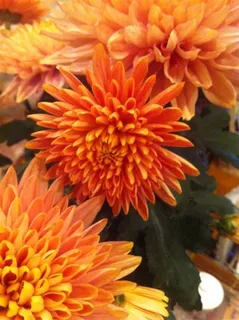 漂亮的桃红色菊花 漂亮的桃红色菊花