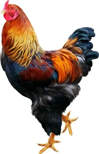 公鸡 PNG免抠
