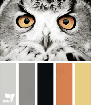 动物配色色卡色彩搭配