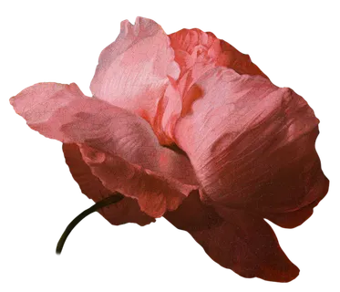 复古油画质感宫廷花卉植物花朵鲜花拼贴图案PNG免抠图片设计素材 复古油画质感宫廷花卉植物花朵鲜花拼贴图案PNG免抠图片设计素材