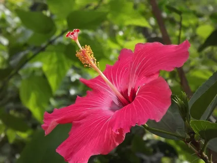 红色芙蓉花绽放图片 红色芙蓉花绽放图片