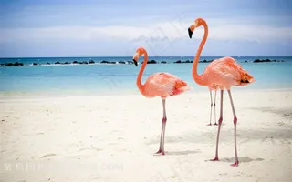 海边的红色火烈鸟