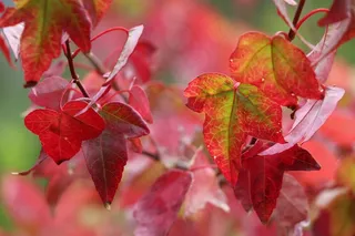 红色叶子摄影图片