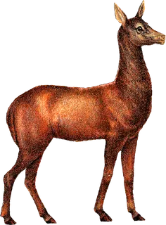 袍子素材卡通动物