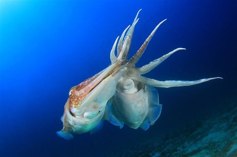 海洋墨鱼动物高清图