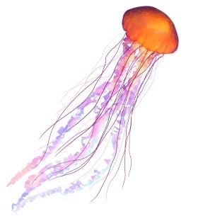 水母 PNG免抠(280x312)