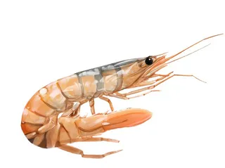 虾手绘插画免抠