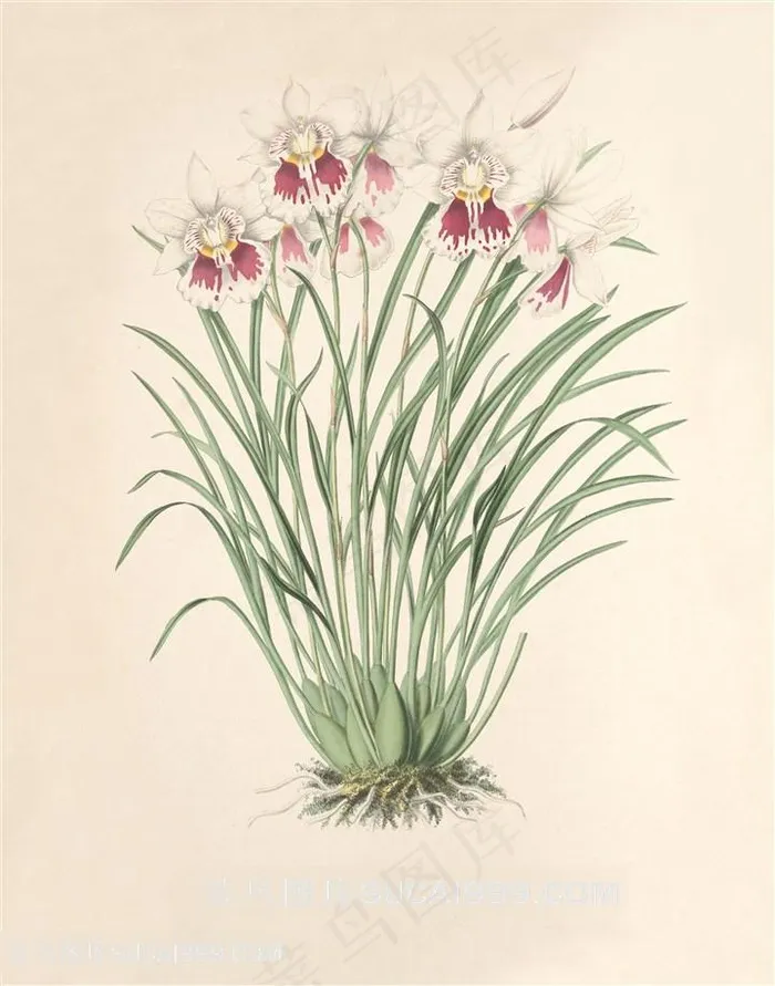 手绘高清兰花唯美插画