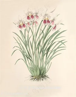 手绘高清兰花唯美插画