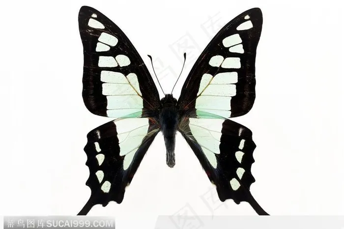 蝴蝶标本（彩色蝶）