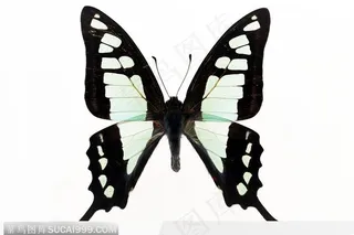 蝴蝶标本（彩色蝶）