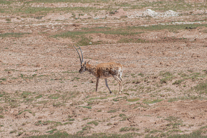 青海可可西里藏羚羊