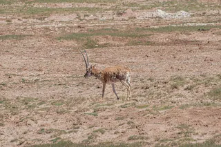 青海可可西里藏羚羊