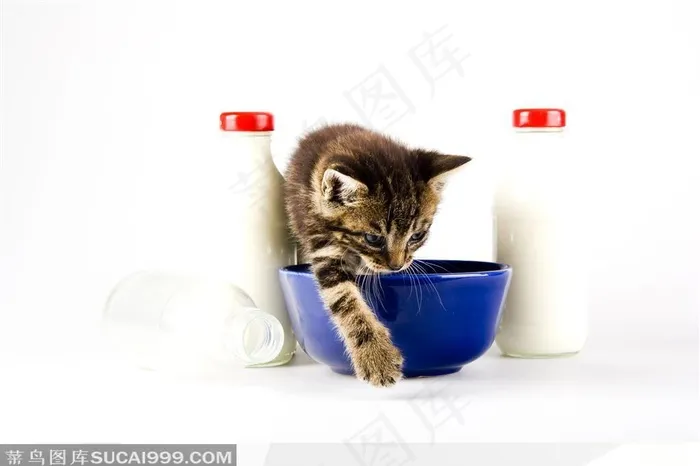 趴在碗上打饭奶瓶的小猫