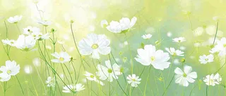 清新白色小花野花野草春天萌芽手绘，春分