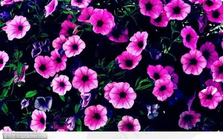 很多很多的沙漠玫瑰