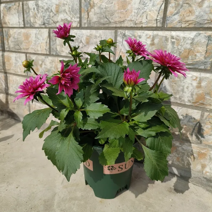 大丽花园艺花卉开花紫