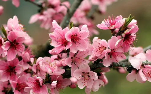 唯美苹果花图片 唯美苹果花图片