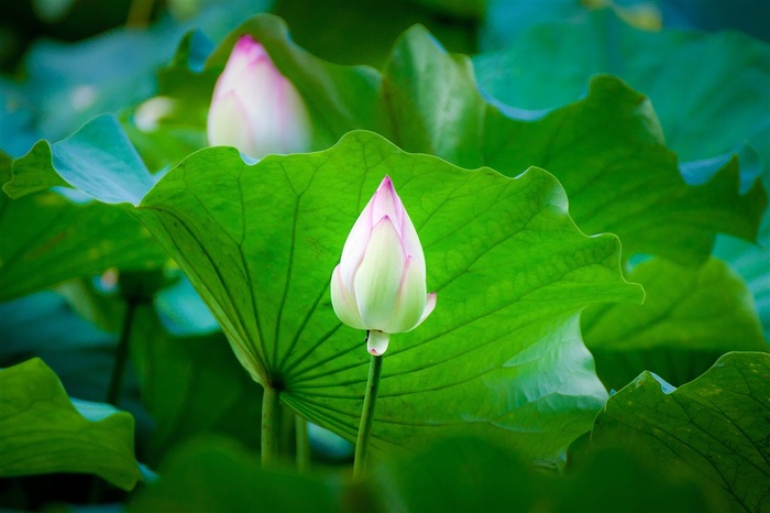 高清荷花图片素材