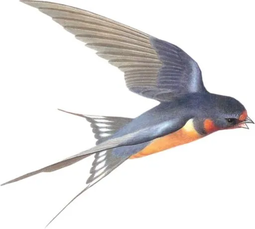 燕子 PNG免抠(645x579)