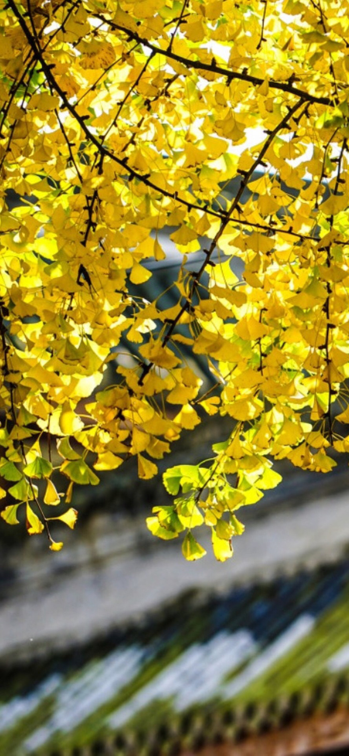 金黄唯美秋天银杏景色背景