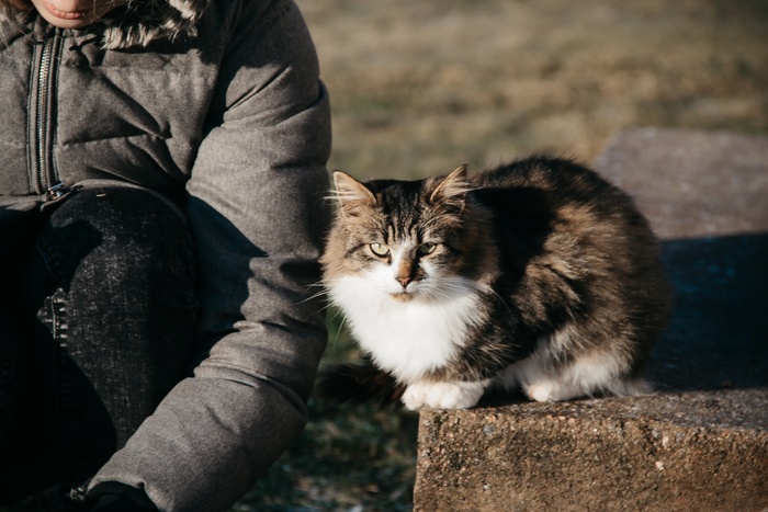 可爱猫咪猫猫摄影素材