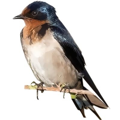 燕子 PNG免抠(400x400)