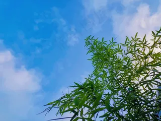 风景天空竹子绿树