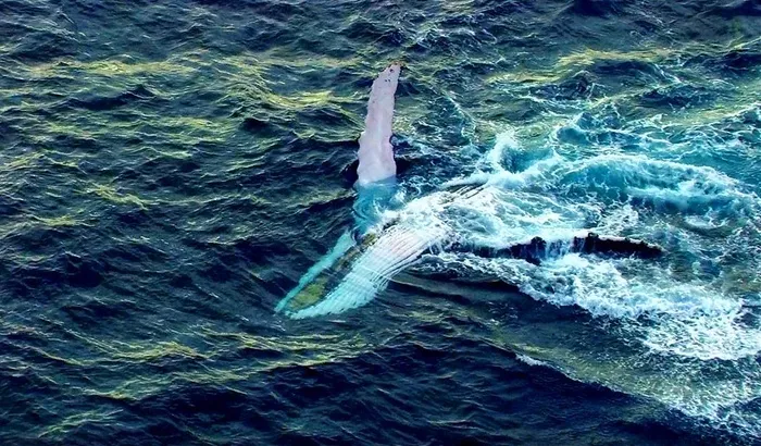 大鱼海是你的家