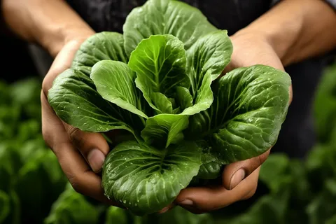 手心捧着的青菜白菜摄影图