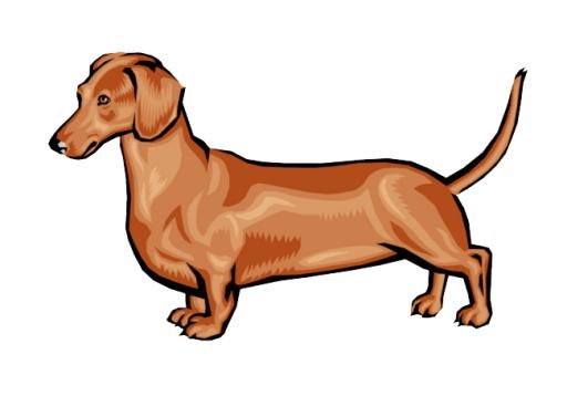 腊肠犬 PNG免抠(650x455)
