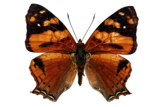 蝴蝶 彩蝶 花蝴蝶 动物 昆虫 免抠